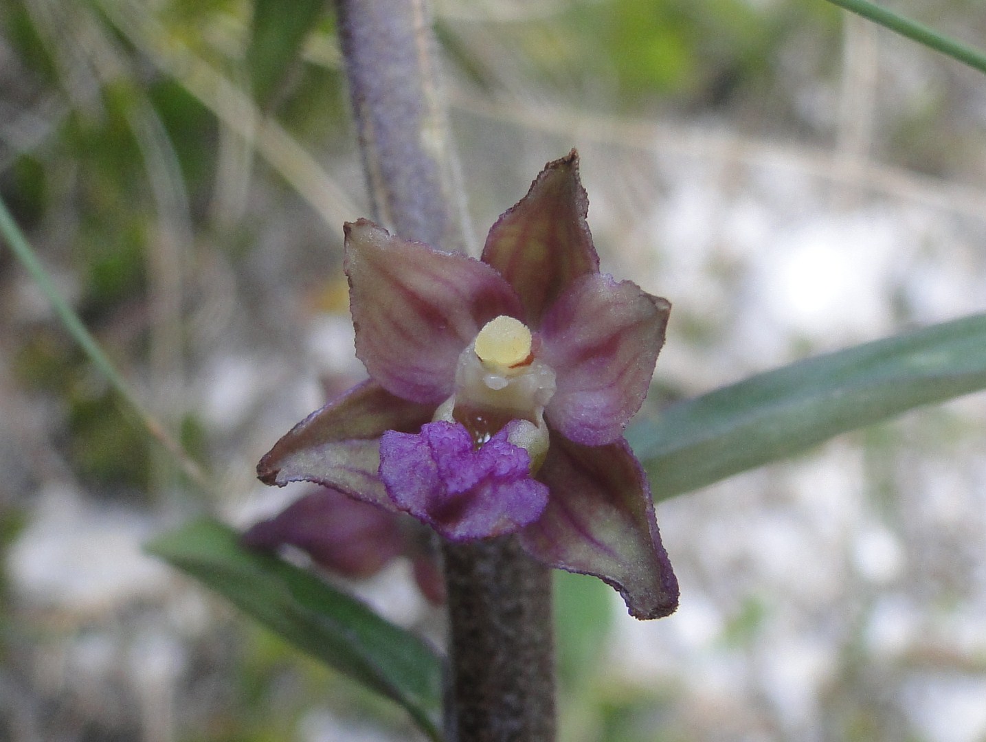 Epipactis, ma quale?